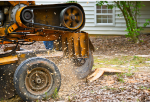 stump removal Adelaide