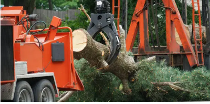 tree removal Adelaide Hills
