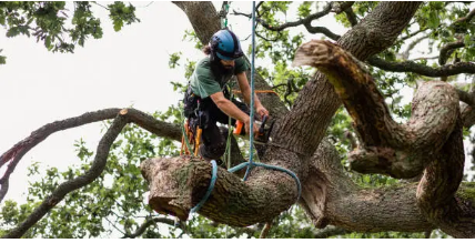 tree arborist Adelaide Hills